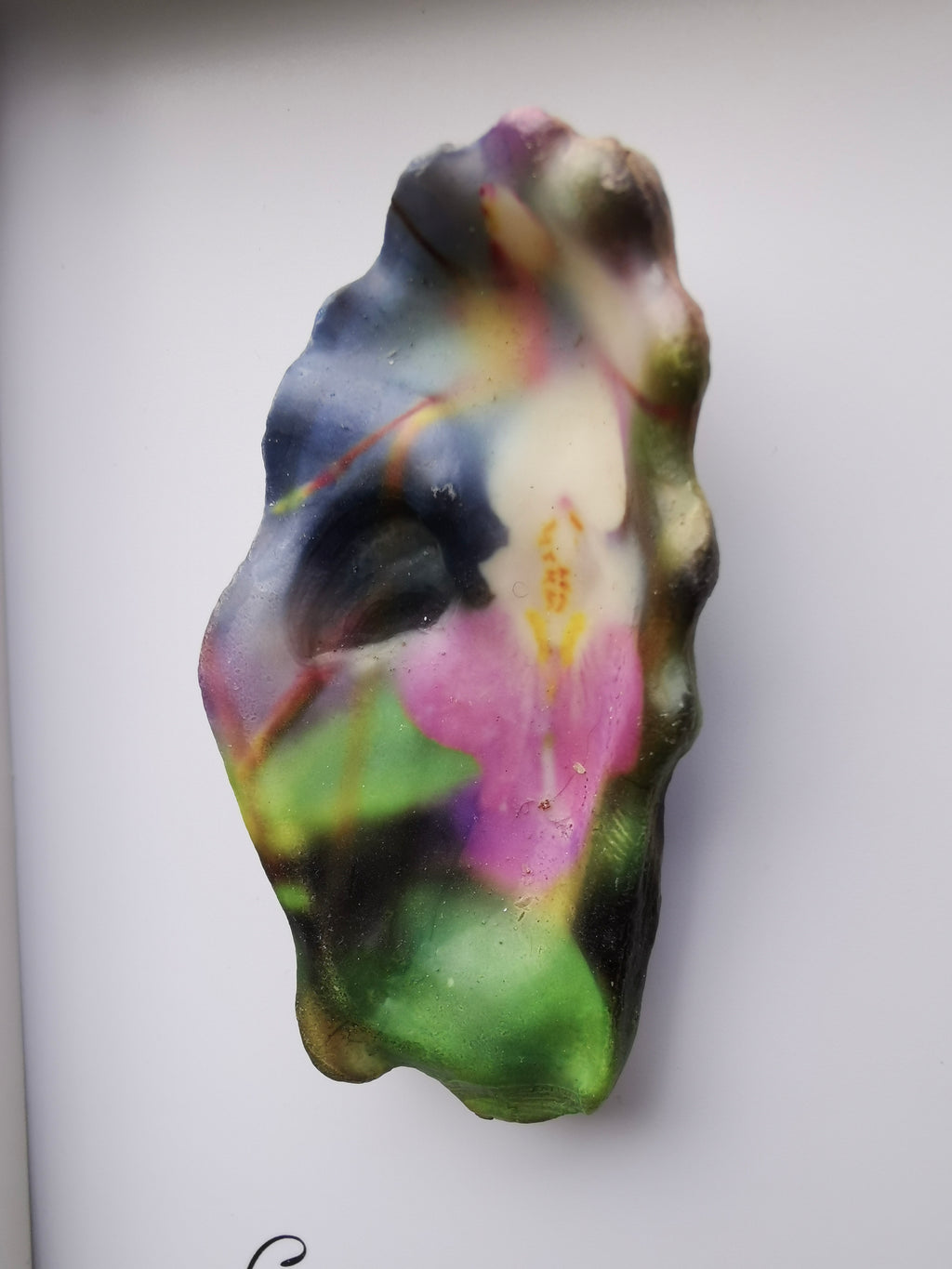 Huître Photographique – Balsamine de Balfour – Cadre Art Box 13x18 cm