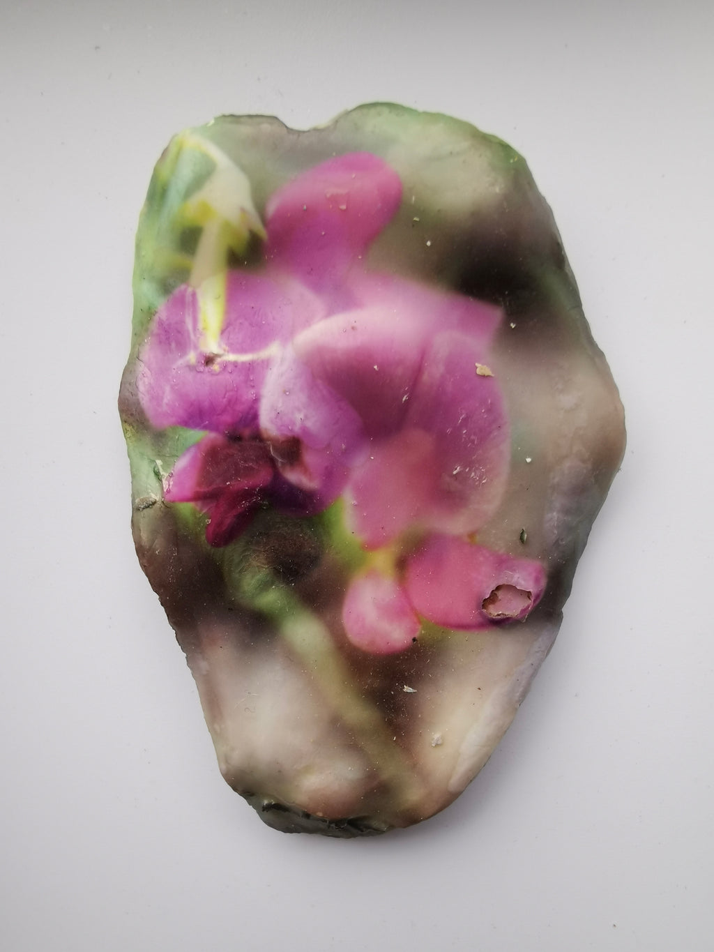 Huître Photographique – le pois de senteur – Cadre Art Box 13x18 cm