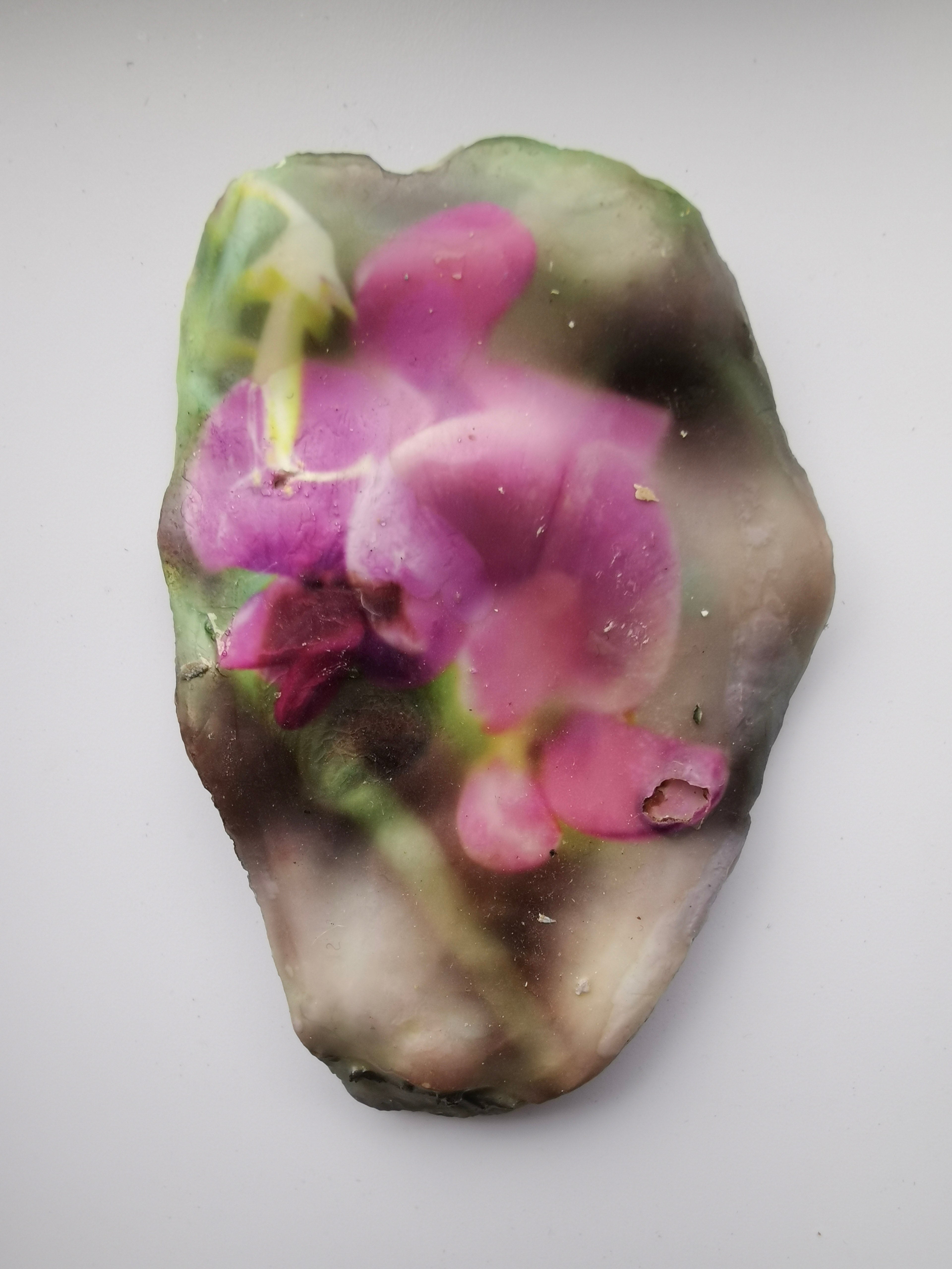 Huître Photographique – le pois de senteur – Cadre Art Box 13x18 cm