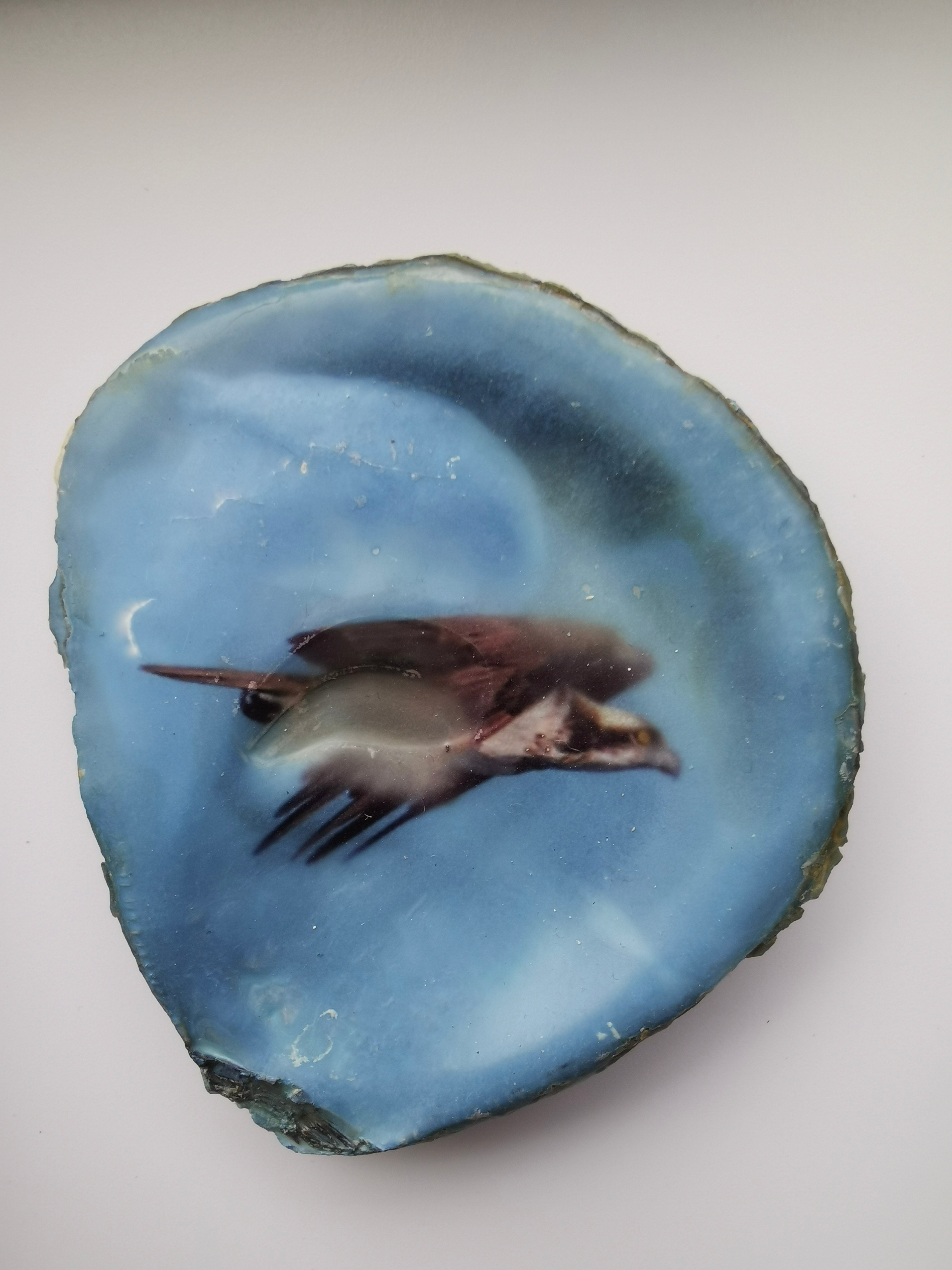 Huître Photographique – Le Balbuzard pêcheur  – Cadre 13x18 cm