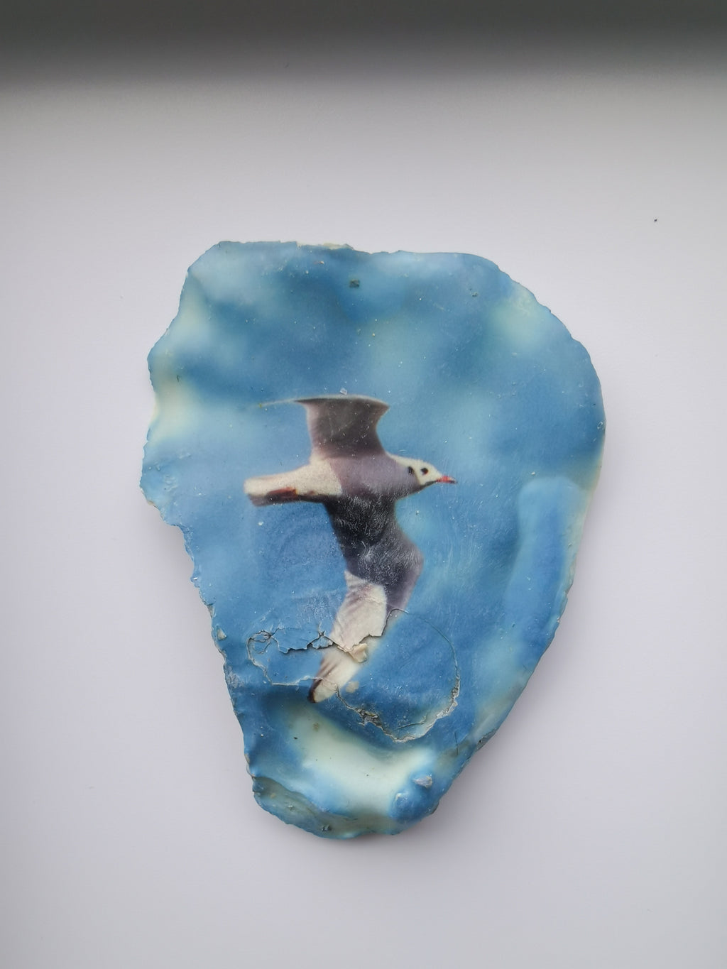 Huître Photographique – Mouette – Cadre Classique 13x18 cm