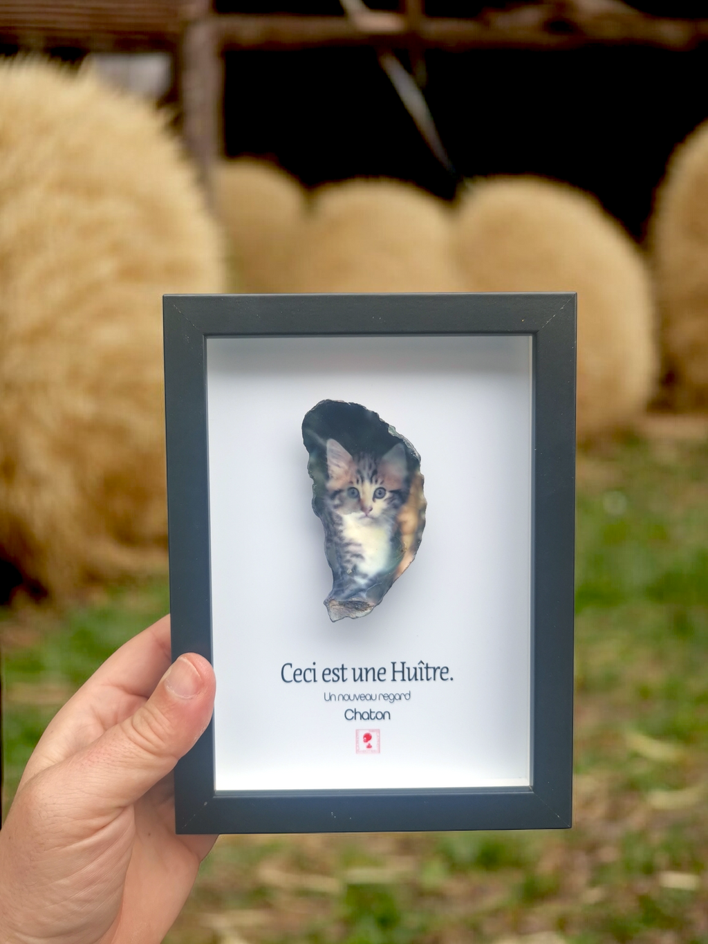 Huître Photographique – Chaton – Cadre Art Box 13x18 cm