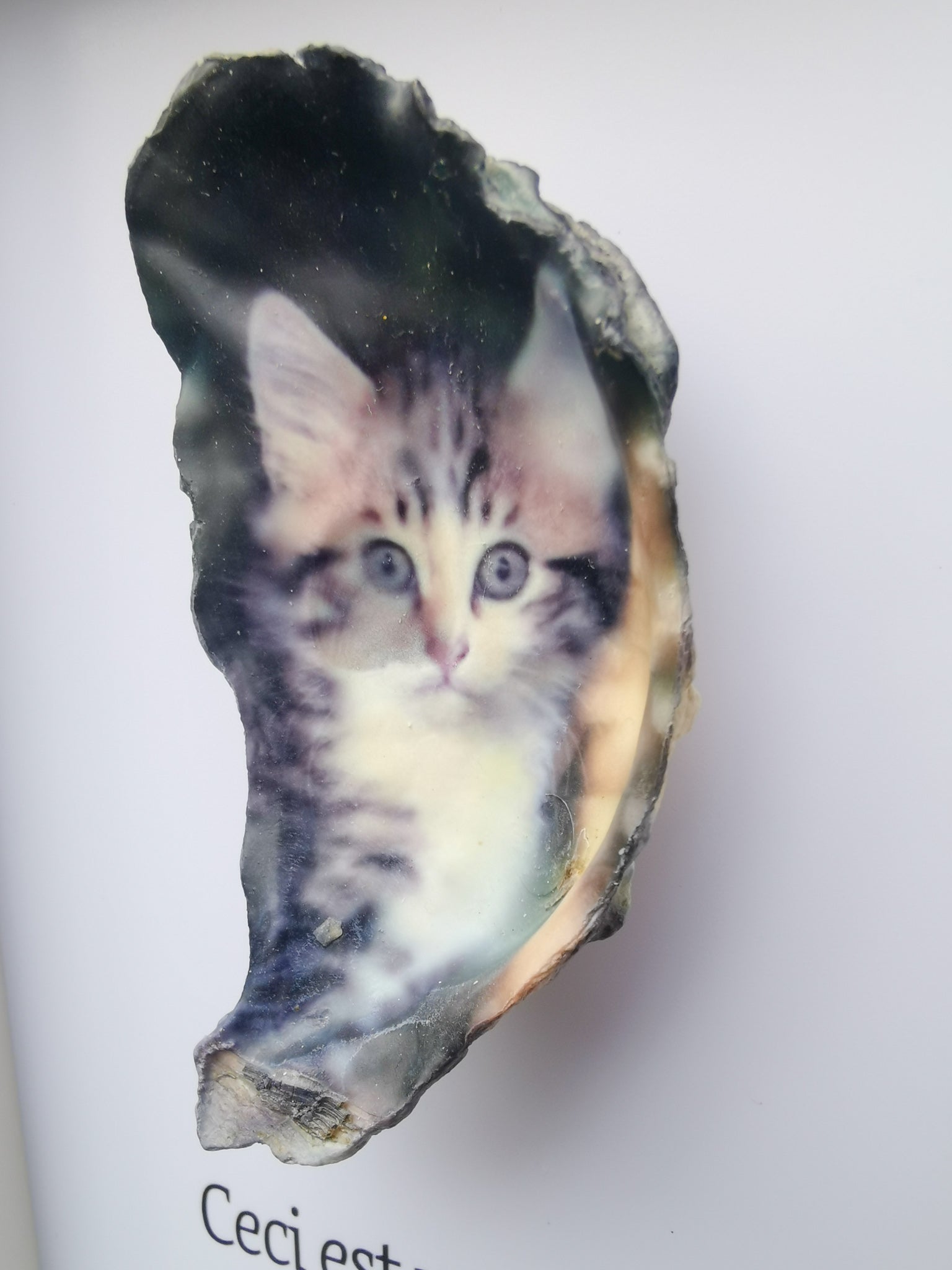 Huître Photographique – Chaton – Cadre Art Box 13x18 cm