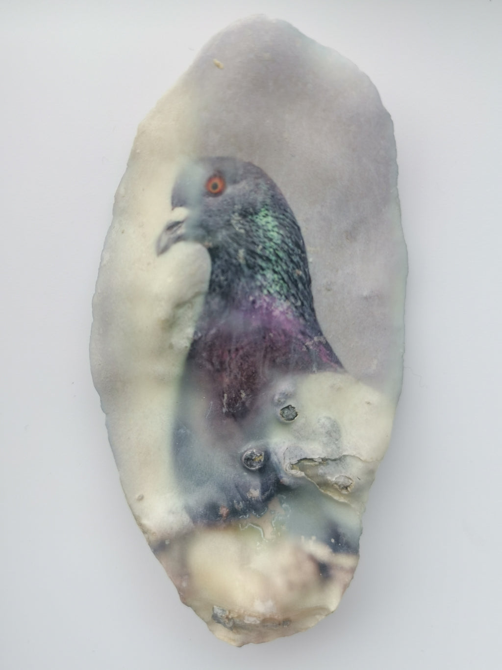Huître Photographique – Pigeon – Cadre Art Box 13x18 cm