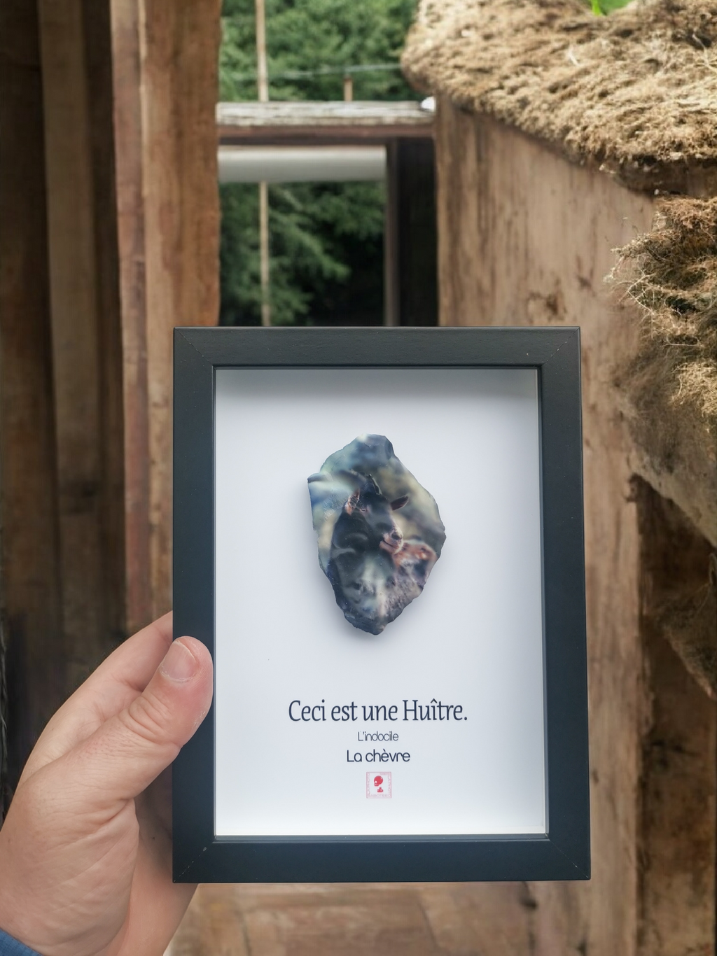 Huître Photographique – Chèvre – Cadre Art Box 13x18 cm