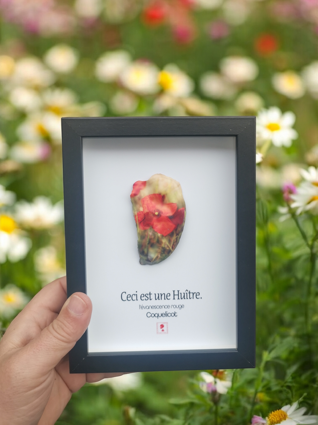 Huître Photographique – Coquelicot – Cadre Art Box 13x18 cm