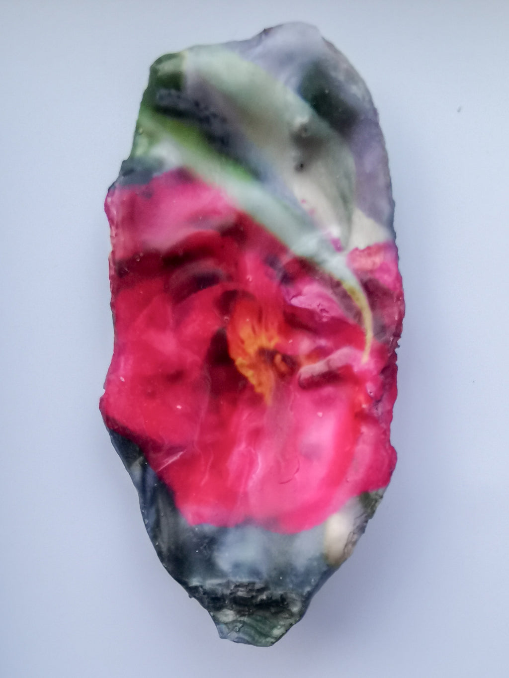 Huître Photographique – Camélia japonica – Cadre Art Box 13x18 cm