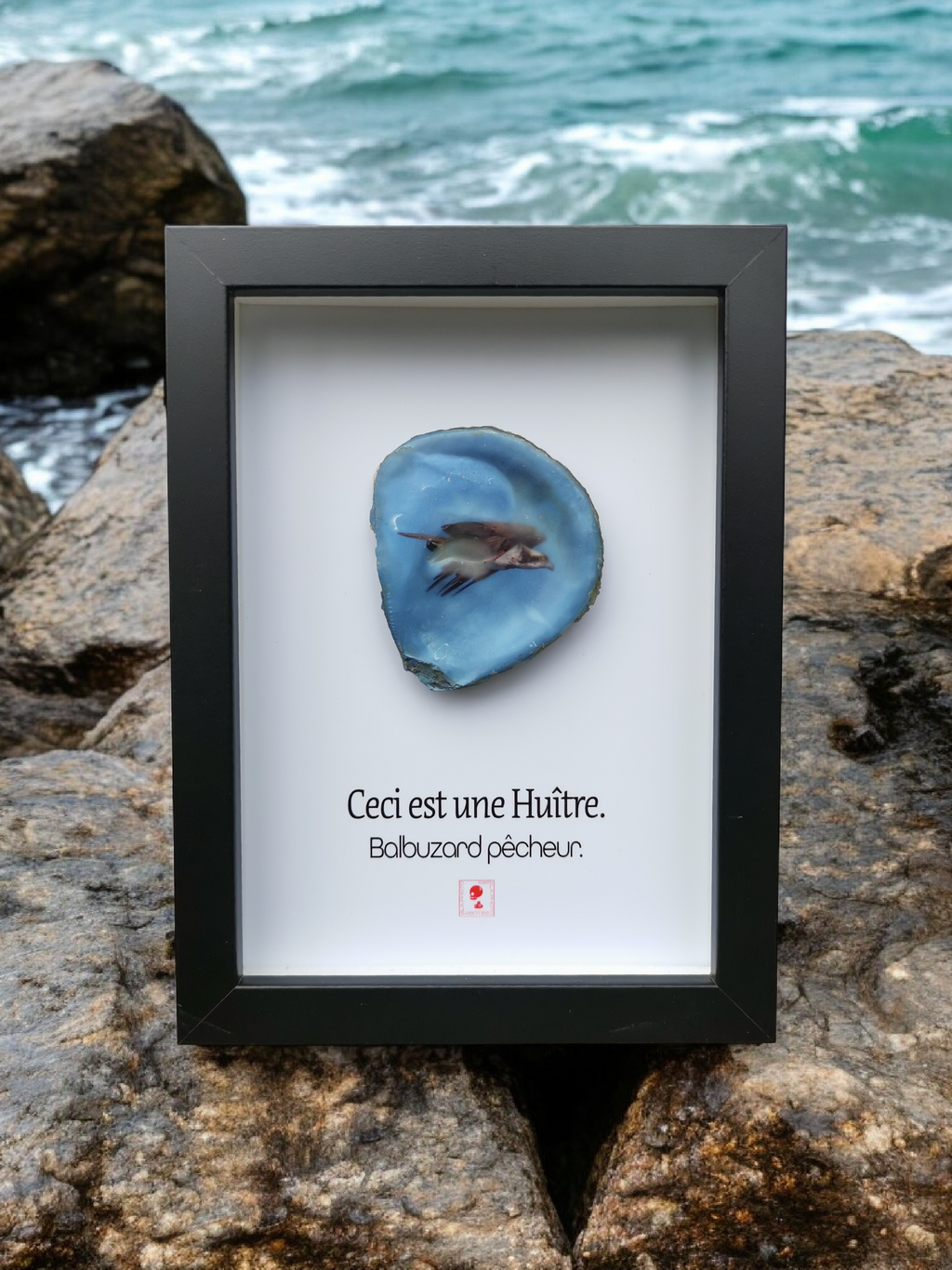 Huître Photographique – Le Balbuzard pêcheur  – Cadre 13x18 cm