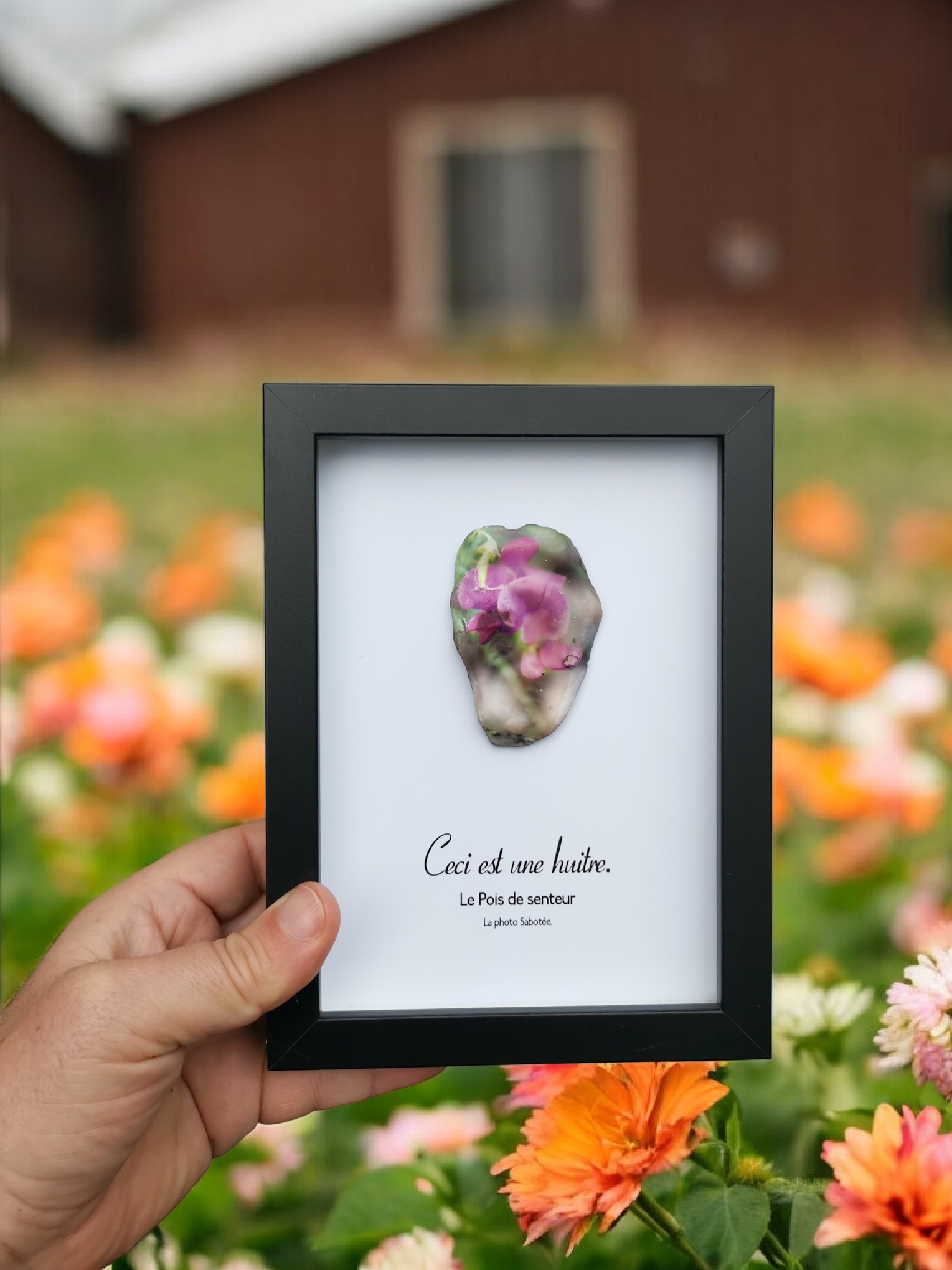 Huître Photographique – le pois de senteur – Cadre Art Box 13x18 cm