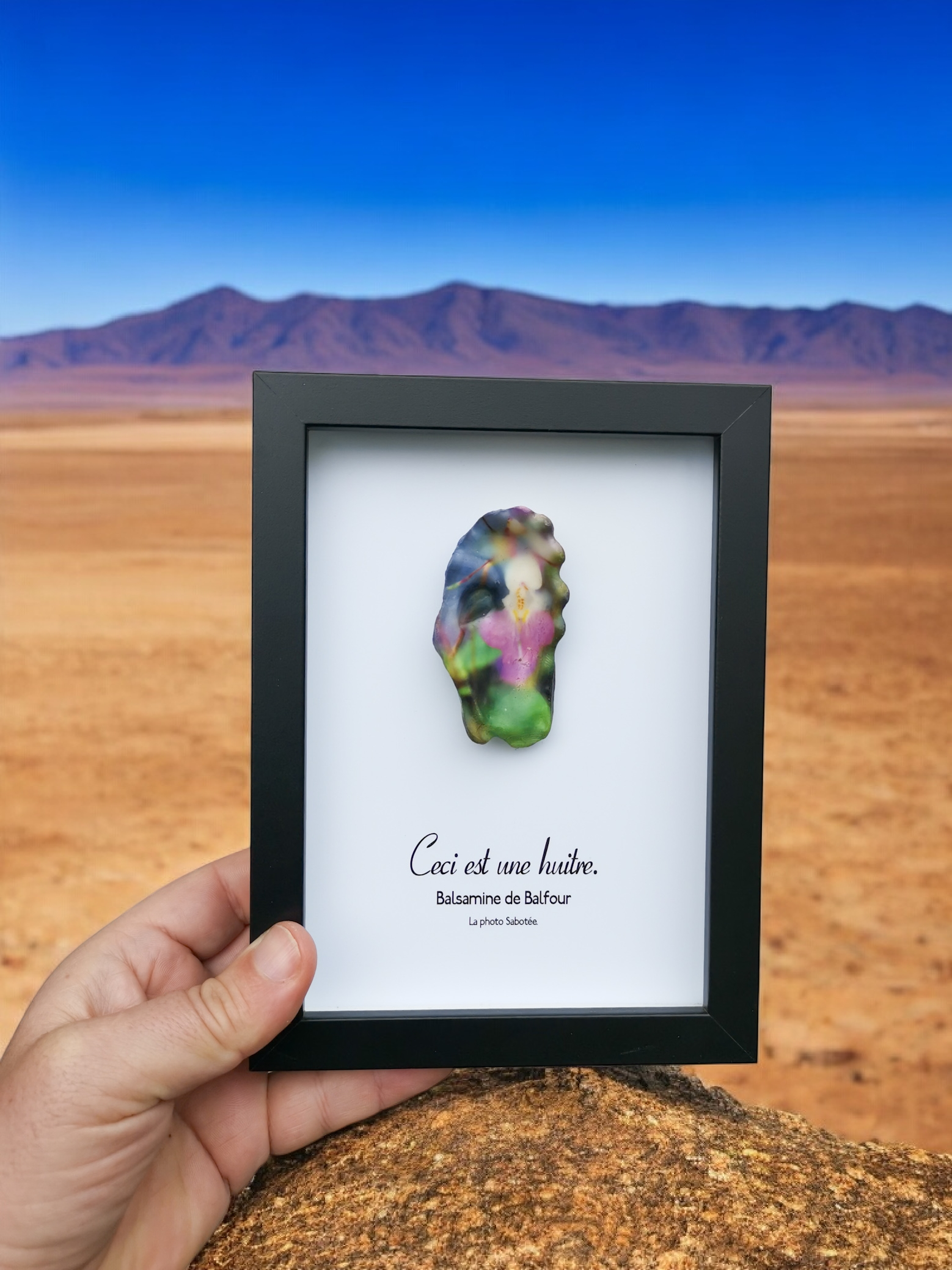 Huître Photographique – Balsamine de Balfour – Cadre Art Box 13x18 cm