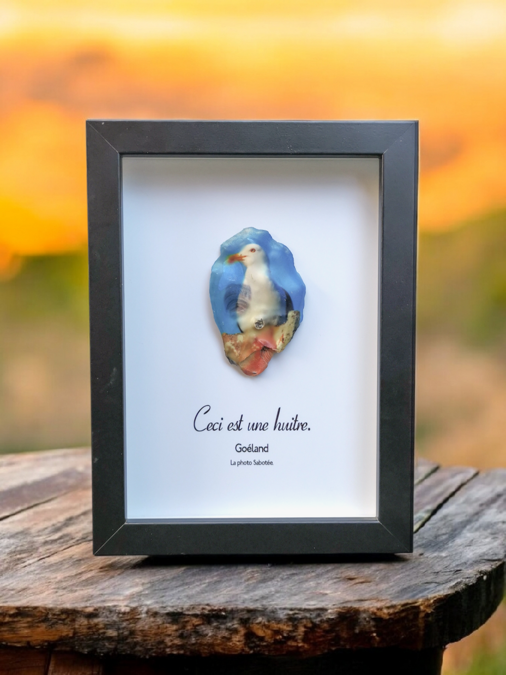 Huître Photographique – goeland – Cadre Art Box 13x18 cm