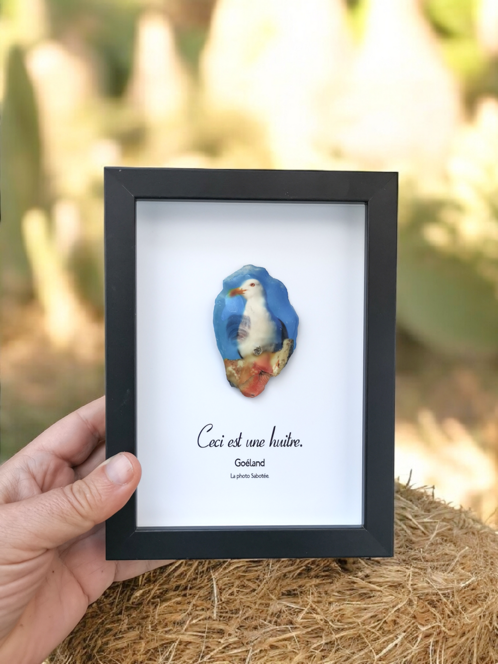 Huître Photographique – goeland – Cadre Art Box 13x18 cm