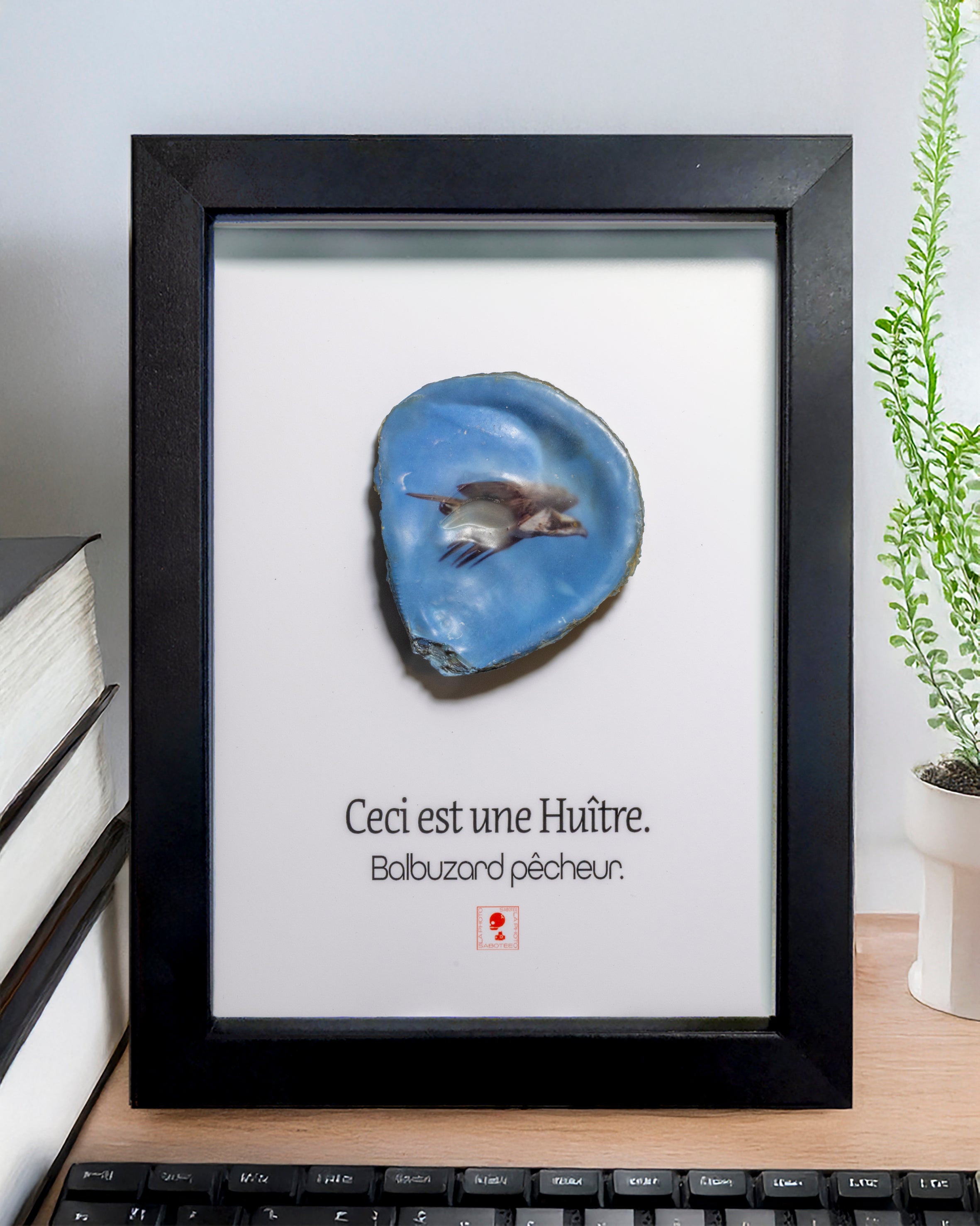 Huître Photographique – Le Balbuzard pêcheur  – Cadre 13x18 cm
