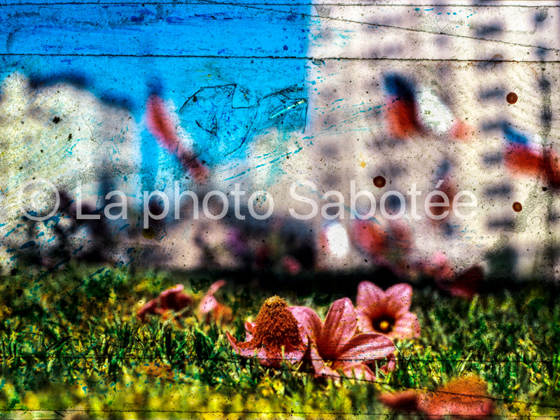 Fleur - série : llamada (sans cadre)