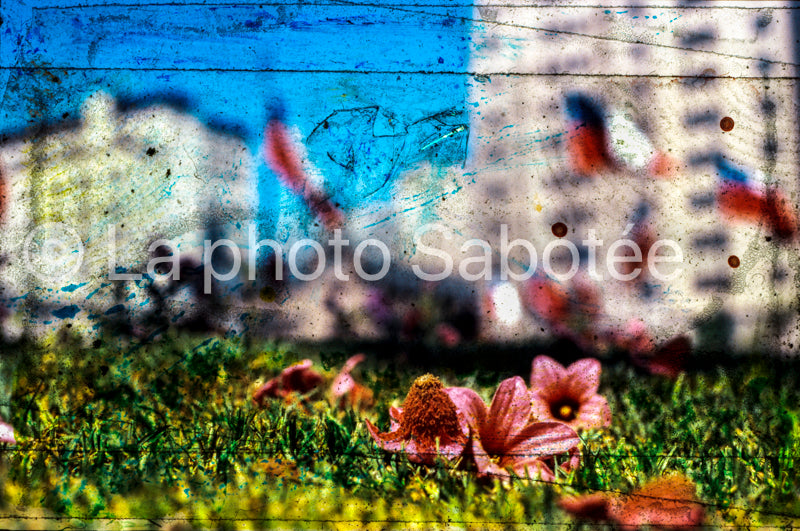 Fleur - série : llamada (sans cadre)