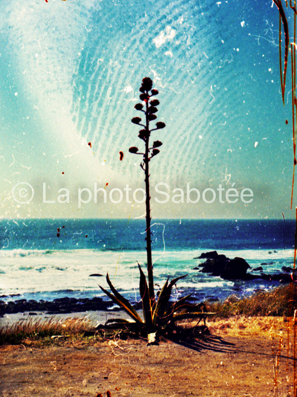 Une plante - série : llamada (sans cadre)