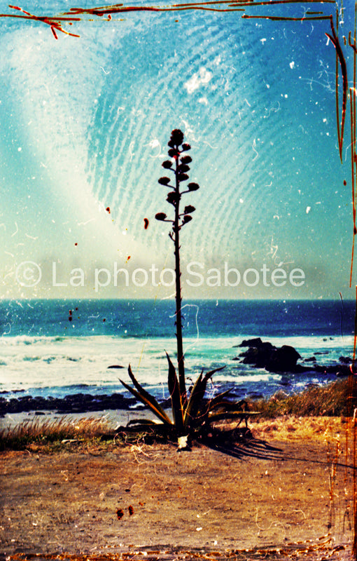 Une plante - Pichelimu. série : llamada (sans cadre)